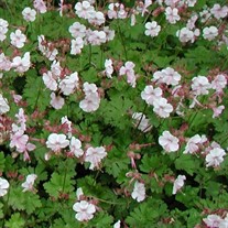 'Biokovo' Cranesbill