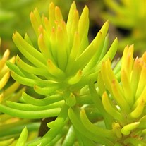 'Angelina' Stonecrop