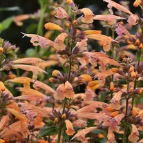 'Mango Tango'  Hyssop