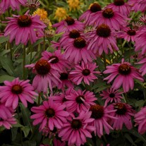 'Purple Emperor'  Coneflower