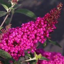 'Buzz™ Hot Raspberry' 