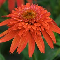 Double Scoop Mandarin