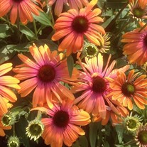 Butterfly™ 'Rainbow Marcella' PPAF