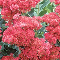'Autumn Joy' Stonecrop
