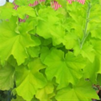 Guacamole  Coral Bells