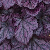 'Grape Expectations'  Coral Bells