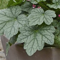 'Berry Timeless'  Coral Bells