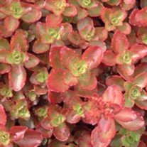 'Fulda Glow' Stonecrop