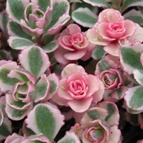 'Tricolor' Stonecrop