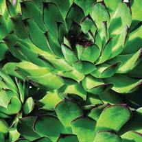 Hen & Chicks 'Carmen'