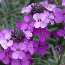 'Bowles Mauve' Wallflower