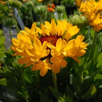 Blanket Flower, 'Fanfare™ Citronella'