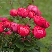 Oso Easy® Double Red Landscape Roses x