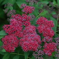 Double Play® Red Spirea