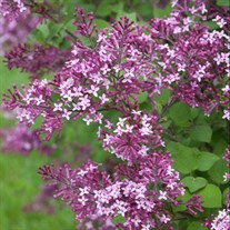 Bloomerang® Dark Purple Lilac