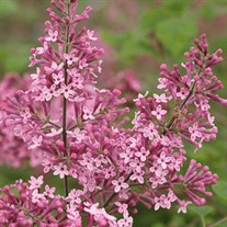 Bloomerang® 'Dwarf Pink' Reblooming Lilac