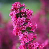 Sonic Bloom® Pink Reblooming Weigela