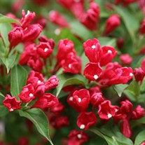 Sonic Bloom® Red Reblooming Weigela