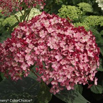 Invincibelle® Ruby Smooth hydrangea