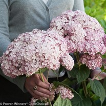 Incrediball® Blush - Smooth hydrangea