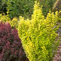 Sunjoy® Gold Pillar Barberry Berberis thunbergii