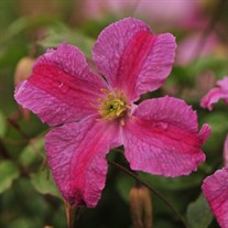Pink Mink® Clematis x