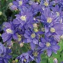 'Blue' Columbine