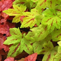 'Sunrise Falls' Heucherella