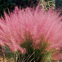 Muhly Grass Pink Hairgrass