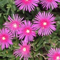 Delosperma 'cooperi' Ice Plant