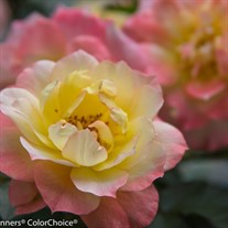 Oso Easy® Italian Ice® Landscape Rose