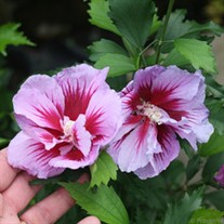 Purple Pillar™ Rose of Sharon Hibiscus syriacus