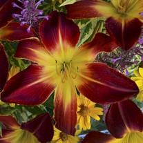 'Ruby Spider' Daylily Hemerocallis