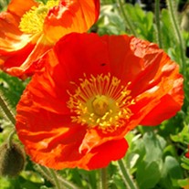 Champagne Bubbles Orange Poppy