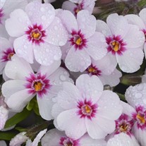 'Coral Eye'  Creeping Phlox