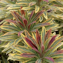 'Ascot Rainbow' Euphorbia