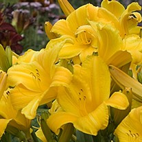'Butterred Popcorn' Daylily