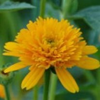 'Asahi' False Sunflower