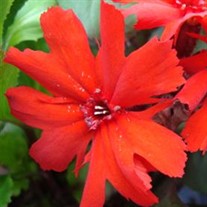 'Molten Lava'  Maltese