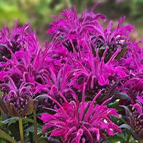 'Rockin' Raspberry' Bee Balm