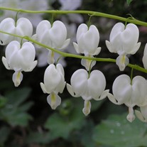 Dicentra 'Alba'  Bleeding Heart
