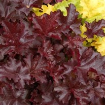 Heuchera 'Chocolate' RUFFLES™ Series