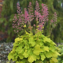 'Pretty Pistachio' Coral Bells