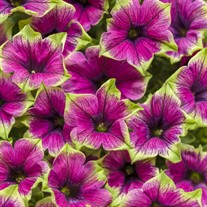 Supertunia 'Picasso in Purple'