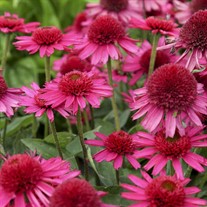 'Delicious Candy' Coneflower