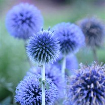'Blue Globe' Globe Thistle