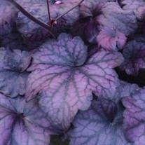 'Electric Plum' Coral Bells