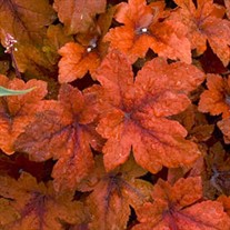 'Pumpkin Spice' PPAF Heucherella
