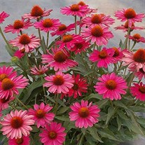 KISMET Raspberry Coneflower