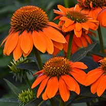 Sombrero Adobe Orange Coneflower